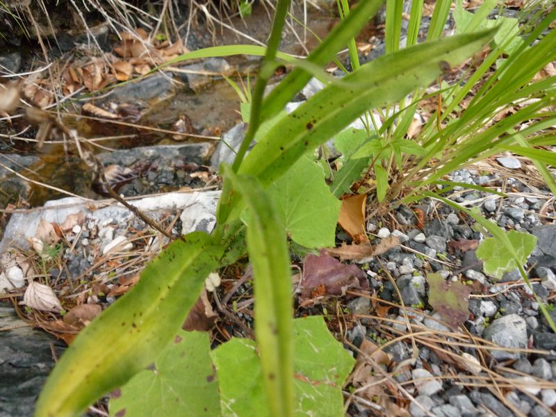 Dactylorhyza della Grecia